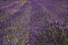 Lavender Farm, near Cromwell, Central Otago, South Island, New Zealand (horizontal)