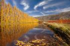 Poplar tree, irrigation, Otago, South Island, New Zealand