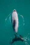 Hector's dolphin, Akaroa Harbour, New Zealand