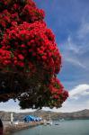 Pohutukawa tree and Akaroa Harbour, Akaroa, Banks Peninsula, Canterbury, South Island, New Zealand