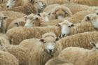 Sheep, Catlins, South Otago, South Island, New Zealand