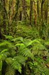 Ferns and native bush near Matai Falls, Catlins, South Otago, South Island, New Zealand