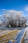 Hoar Frost, Oturehua, South Island, New Zealand