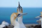 Australasian Gannet birds, Hawkes Bay, New Zealand