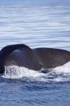 Sperm Whale, Kaikoura, Marlborough, South Island, New Zealand