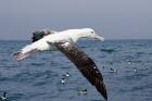 Gibson's Albatross, Kaikoura, Marlborough, South Island, New Zealand