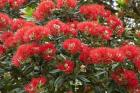 Native Pohutukawa flowers, Bay of Islands, New Zealand