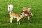 New Zealand, South Island, Karamea, Fawn, Deer