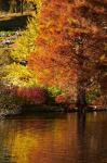 Autumn colour in pond, Botanic Gardens, Dunedin, Otago, South Island, New Zealand
