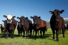 Cows, Kaikoura, Seaward Kaikoura Ranges, Marlborough, South Island, New Zealand