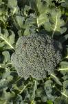 Broccoli growing in the garden