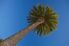 Palm tree, Seymour Square, Marlborough, New Zealand