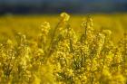 Rapeseed Agriculture, South Canterbury, New Zealand