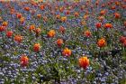 Tulip flowers, Ashburton Domain, New Zealand