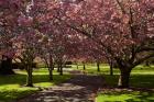 Spring, Ashburton Domain, Mid-Canterbury, New Zealand