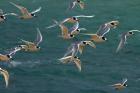 White-fronted Terns, Aramoana, Dunedin, Otago, New Zealand