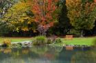 Autumn Color in Hagley Park, Christchurch, Canterbury, New Zealand
