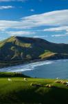 Sheep grazing near Allans Beach, Dunedin, Otago, New Zealand