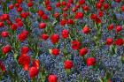 Tulips, Botanic Gardens, Hagley Park, Christchurch, Canterbury, New Zealand