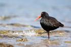 New Zealand, Oystercatcher tropical bird