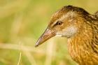 New Zealand, South Island, Marlborough, Weka bird