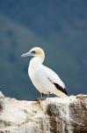 New Zealand, Australasian gannet tropical bird