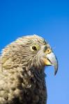 Close up of Kea Bird, Arthurs Pass NP, South Island, New Zealand