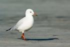 Karamea Redbilled, South Island, Gull New Zealand