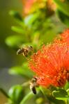 New Zealand, South Island, Bee on Rata flower
