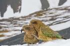 New Zealand, South Island, Arrowsmith, Kea birds