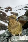 New Zealand, South Island, Arrowsmith, Kea bird up close