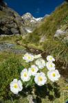 New Zealand Arthurs Pass, Mountain buttercup flower