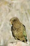 New Zealand, South Island, Arthurs Pass NP, Kea