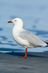 New Zealand, South Island, Karamea Redbilled Gull