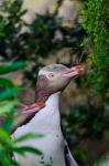 New Zealand, South Isl, Otago, Yellow-eyed penguin