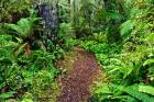 New Zealand, Otago, Old Coach Walking Path, Forest