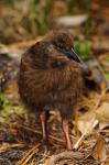 New Zealand, Stewart Island, Ulva Island, Weka bird
