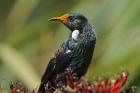 New Zealand, Stewart Island, Halfmoon Bay, Tui bird