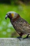 New Zealand, Stewart Island, Halfmoon Bay Kaka bird