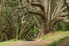 Trees, Central Park, Auckland, New Zealand