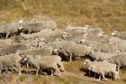 Farm animals, Sheep herd, South Island, New Zealand