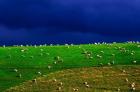 New Zealand, South Island, sheep grazing, farm animal