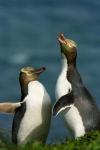 Yellow-Eyed Penguin, Enderby Is, Auckland, New Zealand