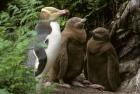 Yellow-Eyed Penguin, New Zealand