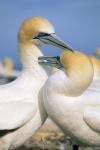 Pair of Gannet tropical birds, Cape Kidnappers New Zealand