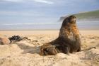 Sea lions on beach, Catlins, New Zealand