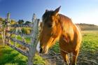 New Zealand, South Island, Horse ranch, farm animal