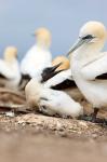 Gannet tropical birds, Cape Kidnappers New Zealand