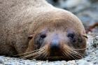 New Zealand, South Island, Kaikoura Coast, Fur Seal