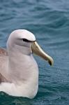 New Zealand, South Island, Salvin's Albatross